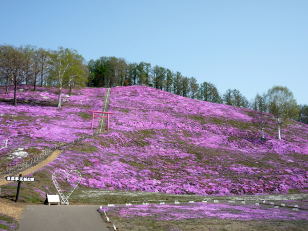いまの芝桜公園の様子