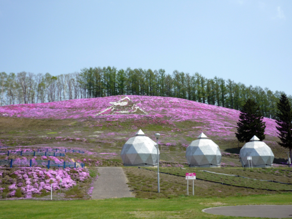 いまの芝桜公園の様子