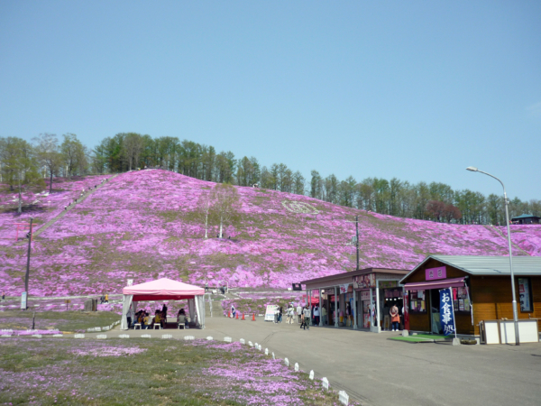いまの芝桜公園の様子